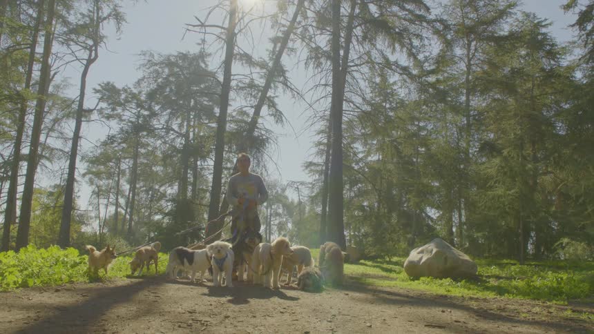 A person walks down a sundrenched forest path while leading a large group of various dogs on leashes tall thin trees line the dirt trail allowing bright sunlight to filter through the canopy and create a glowing backlit effect