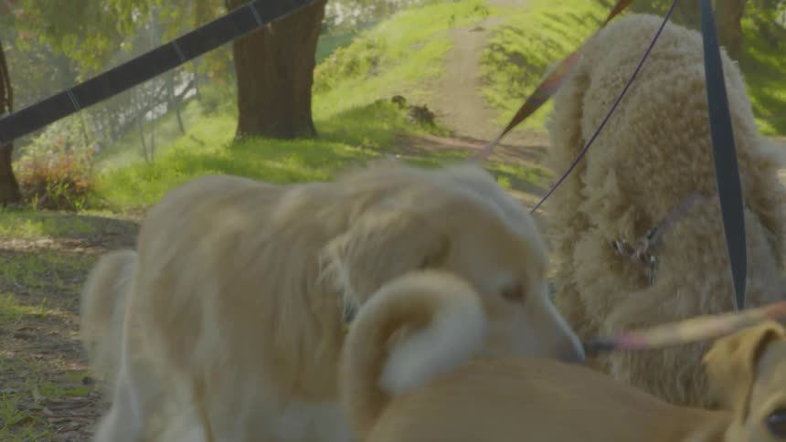 Person walking several dogs outdoors