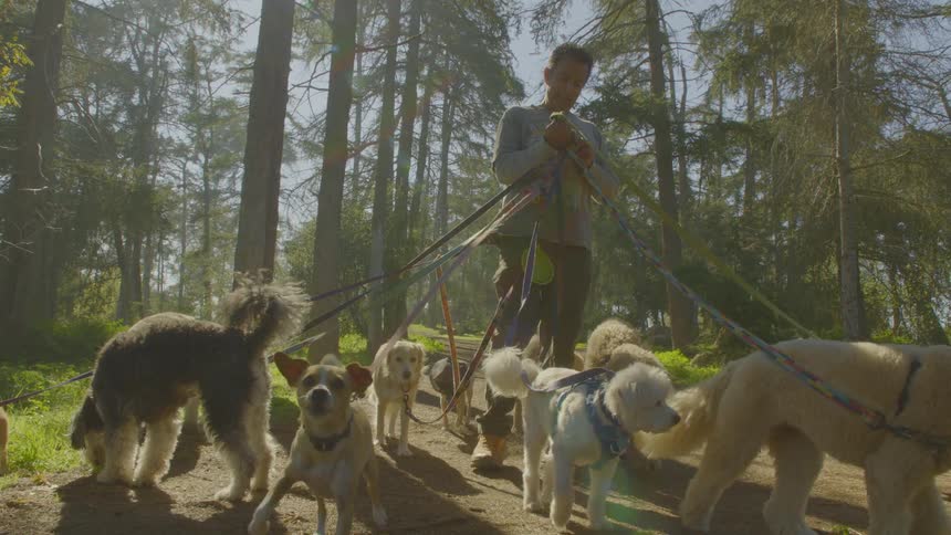 A dog walker leads a lively pack of dogs along a sunlit forest trail