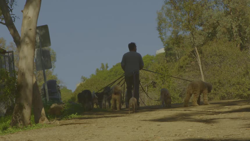 Adult man holding many dogs on a leash next to a forest outdoors during day time