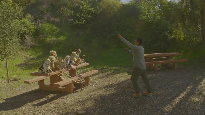 Man approaches a picnic table where several dogs are seated outdoors in a wooded area