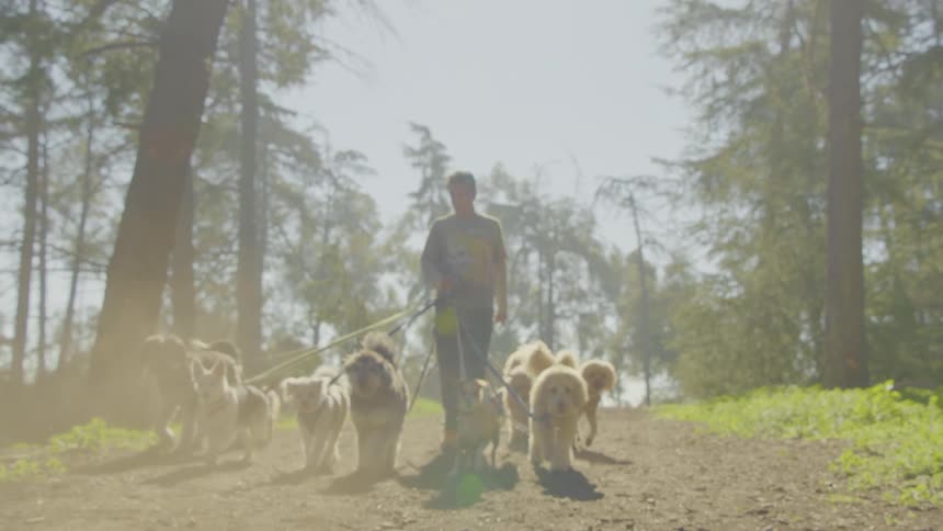 The man is walking a large group of dogs on the trail