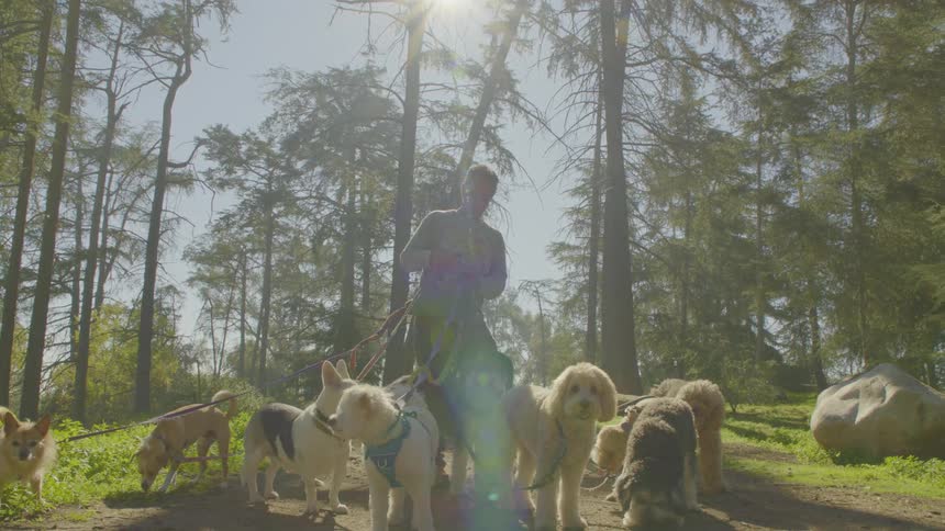A person walks toward the camera on a wide dirt path managing a large group of small and mediumsized dogs on multiple leashes the scene is set in a sunny forest with tall trees where bright sunlight creates a strong lens flare and backlights the entir