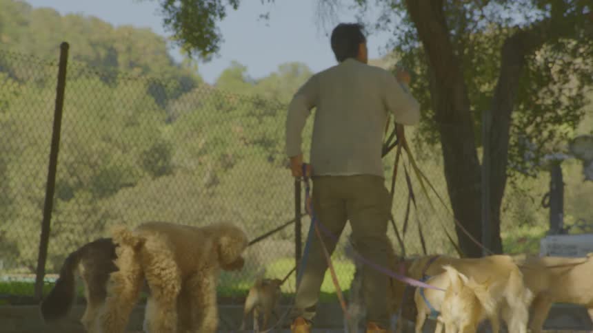 A person walks multiple dogs on leashes along a paved path in a sunny park