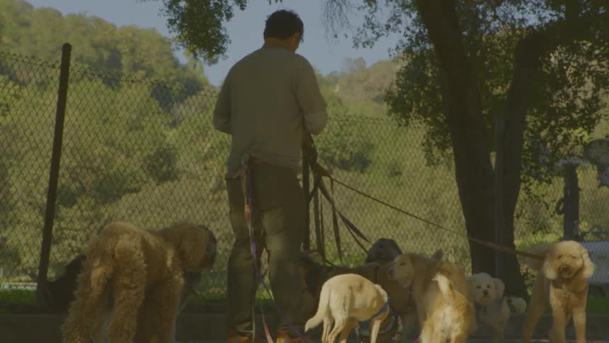 The man is walking a bunch of dogs
