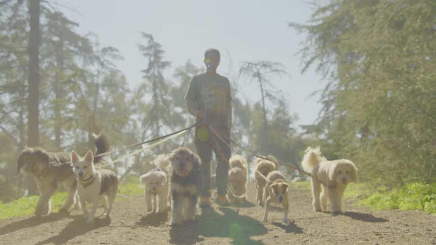 A man walking in the forest with dogs