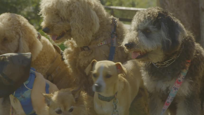 A large group of various dog breeds including poodles and terriers sits closely together outdoors while wearing harnesses and leashes as the camera pans slowly across them from left to right during a sunny day