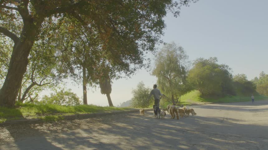 The man walks a large group of dogs on the trail