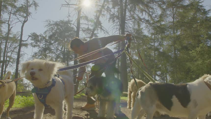 A man with a group of dogs on leash