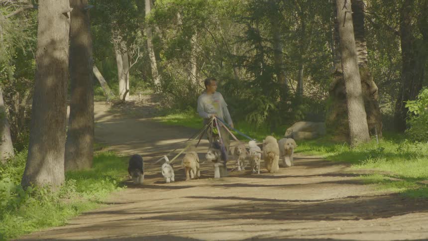 A man walking a group of dogs outdoors