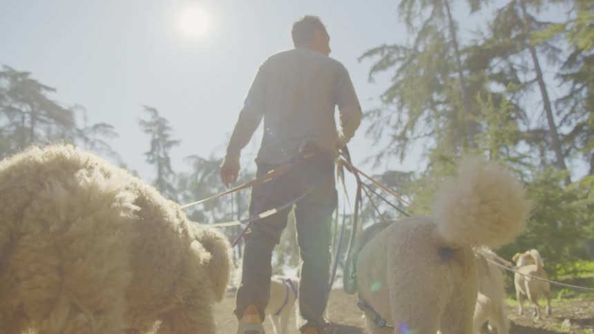 The man walks dogs on a sunny day