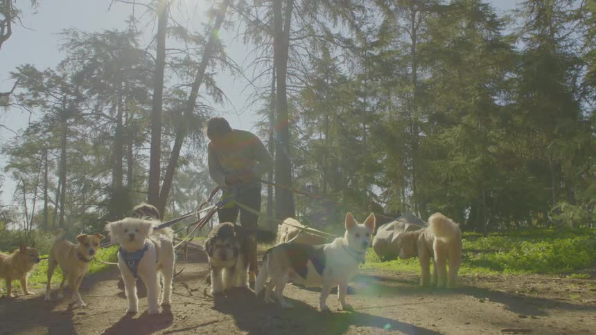 A man walks a pack of several small and mediumsized dogs on leashes along a dirt trail in a sunlit forest