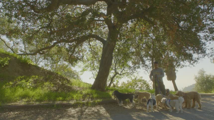 A man walking dogs outdoors