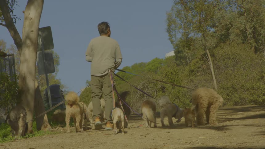 Person walking multiple dogs along wooded trail under clear sky