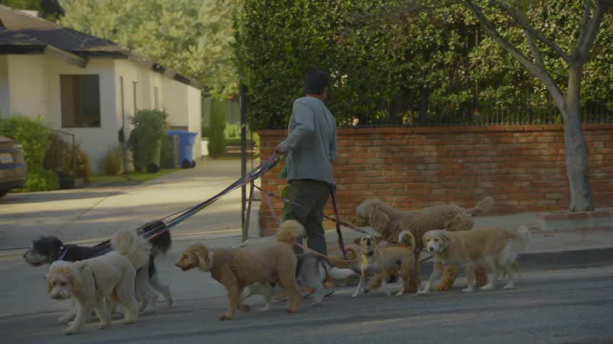 A professional dog walker maneuvers a large pack of dogs down a sunny residential streetthe walker holds several colorful leashes while surrounded by various breeds including many goldencolored doodles and poodles