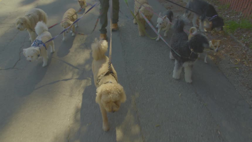 Person walks multiple dogs on leashes along a paved path