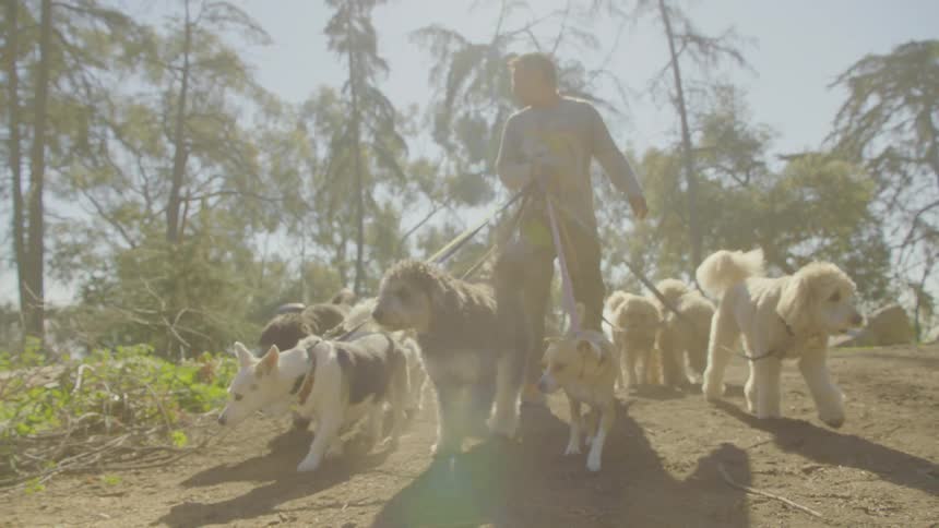 A man walks a pack of dogs on multiple leashes along a dirt path through a sun drenched forest