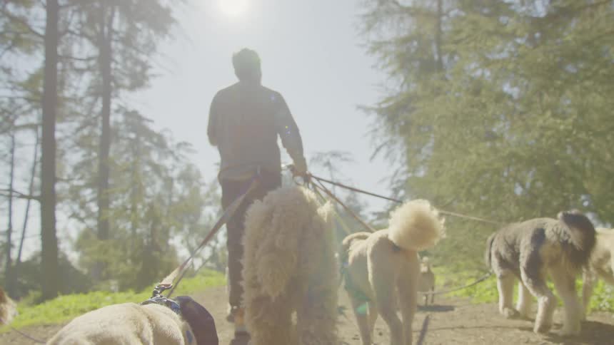 Silhouetted against the bright sun a dog walker leads a happy pack of dogs along a dusty sundrenched forest trail