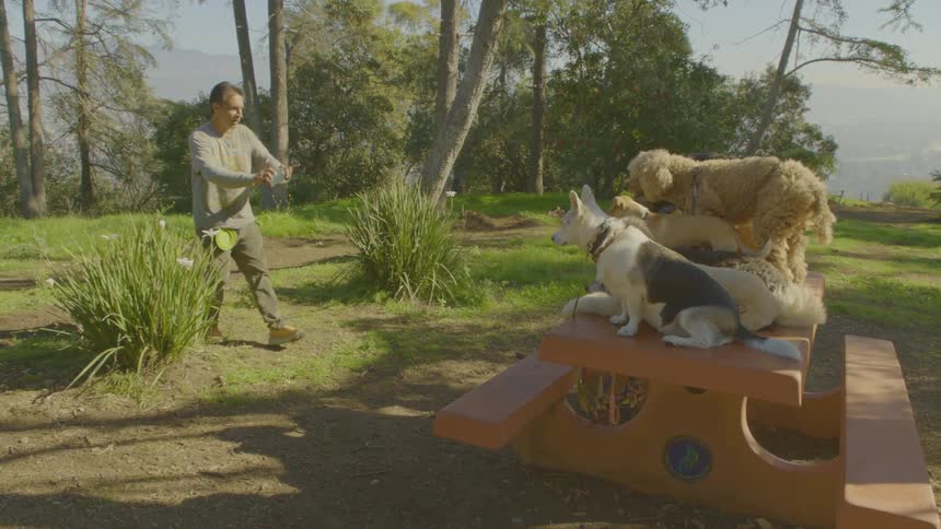 A man photographs multiple dogs sitting on a picnic table in a grassy park