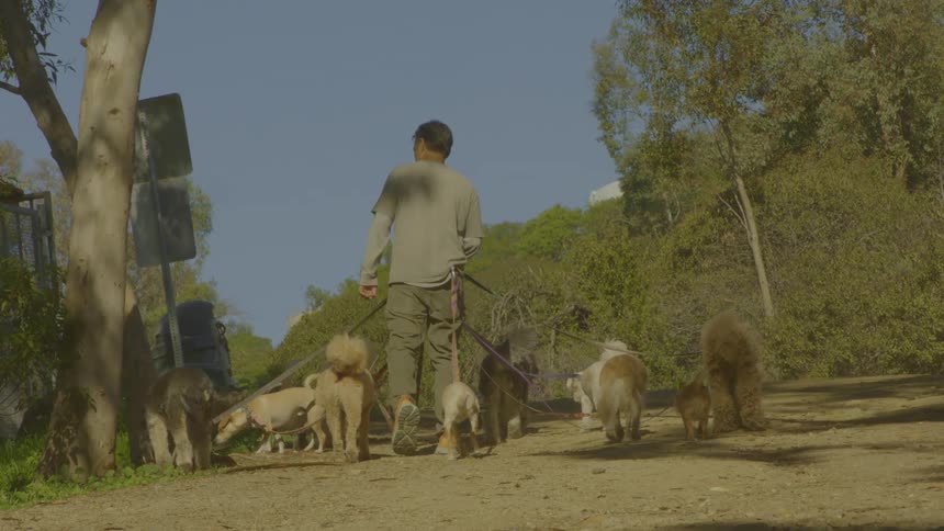 A man walks away from the camera down a dirt path while leading a large group of small and mediumsized dogs on leashes through a sunlit park surrounded by trees and green bushes