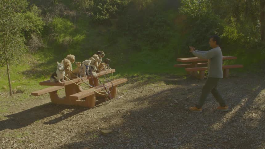 A man carefully arranges a large group of dogs on a picnic bench in a sunny wooded parkonce the dogs are settled he steps back to take a photograph of the wellbehaved group with his phone