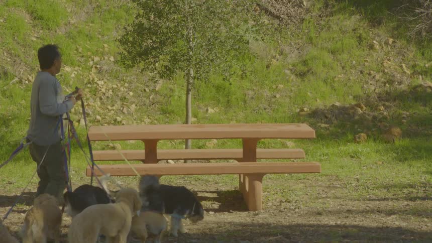 A professional dog walker wearing a grey sweatshirt stands by a wooden picnic table in a park carefully managing and untangling a large group of leashed dogs of various breeds against a sunlit grassy hillside background