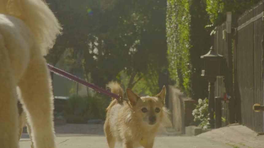 The dogs are walking with leashes on the sidewalk
