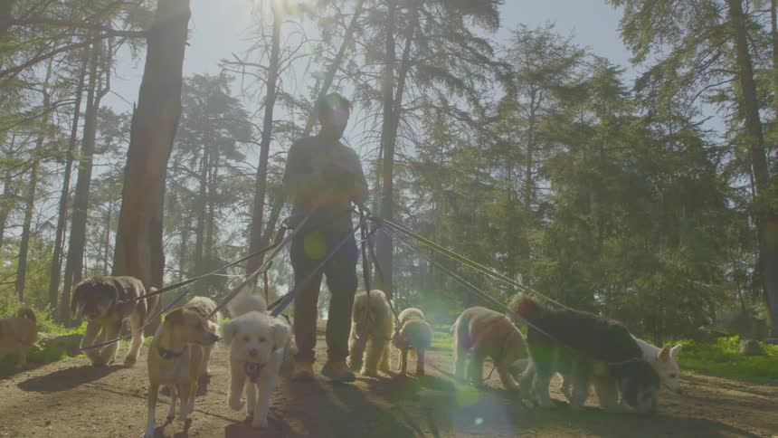 A professional dog walker leads a pack of small and medium dogs along a sunny forest path