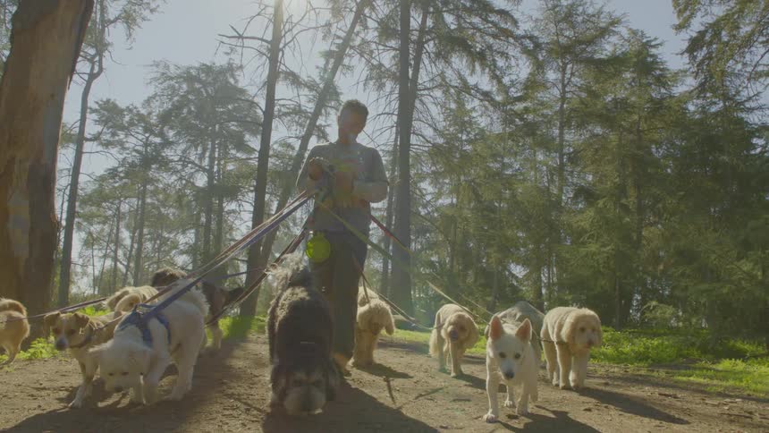 A dog walker leads a large pack of dogs through a sun drenched wooded trail