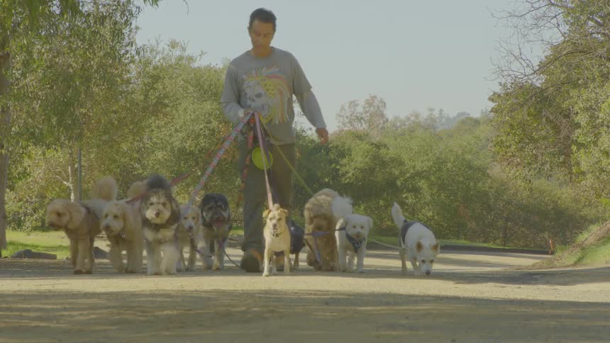 A person walks multiple dogs on leashes along a dirt path in a park surrounded by trees