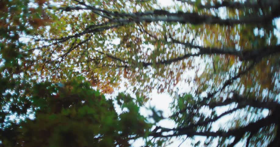 The tall tree is near the home