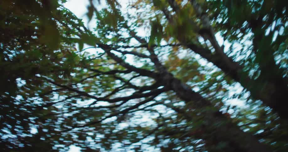 A dizzying spinning view looks up at tree branches and the edge of a house