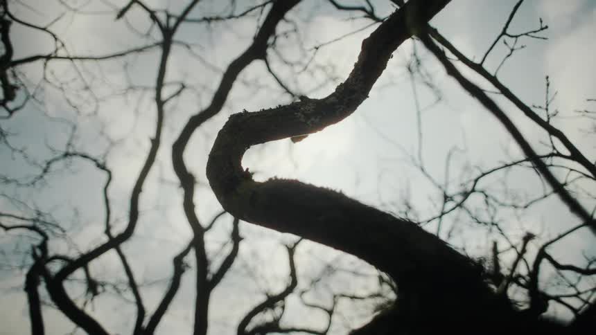 Bare branches of trees as the sun shines through a cloudy sky