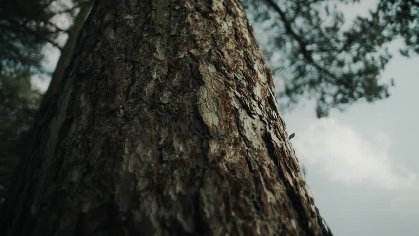 A tall tree trunk with rough bark standing in the forest at midday