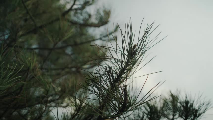 Closeup of a pine tree branch on a partly cloudy day