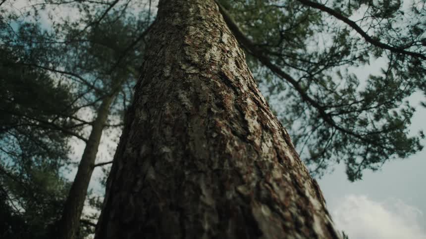 Sunlight shines on the bark of a tall tree trunk at the edge of the forest