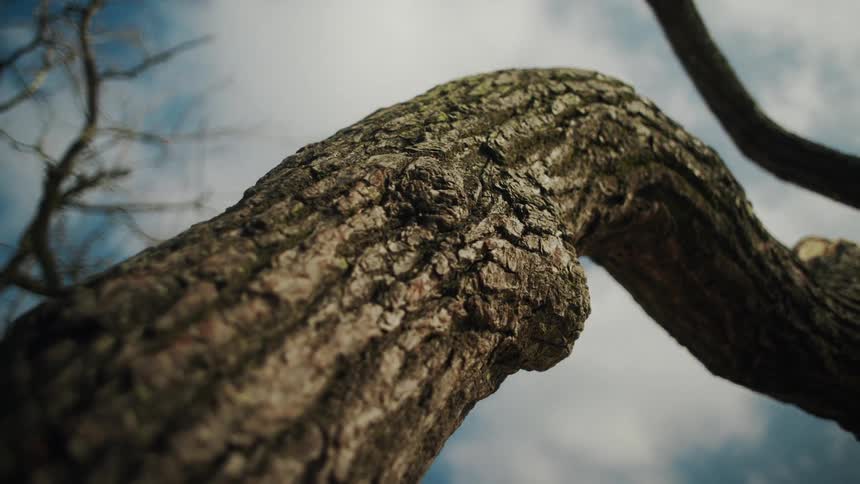 View from the top of a tree trunk