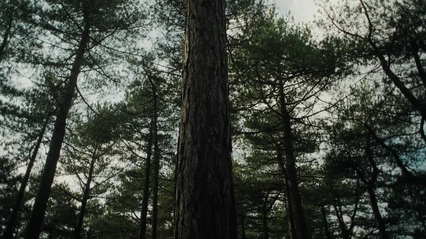 The tall trees fill the dark forest
