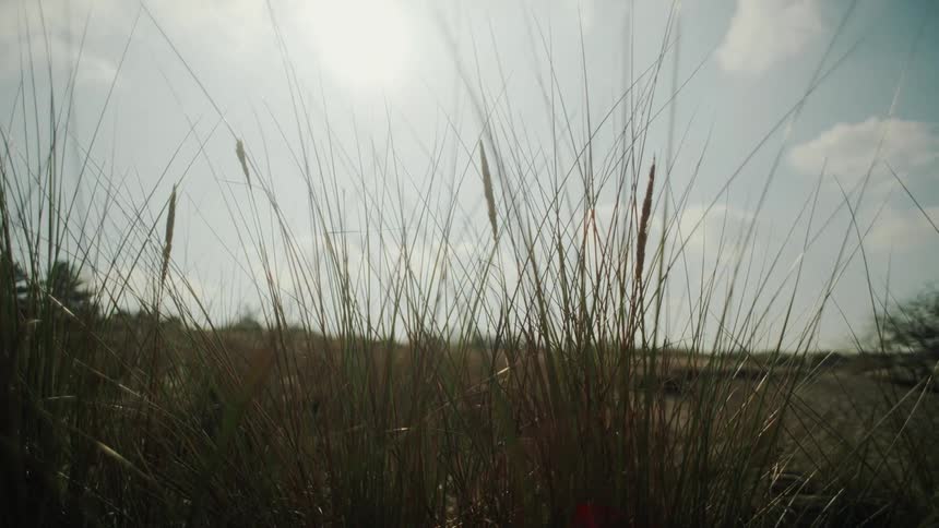 A view of some grass in a grassland area