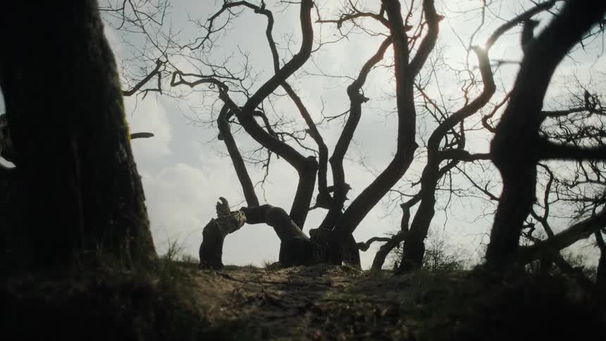 The silhouettes of gnarled leafless trees stand out against a bright overcast sky