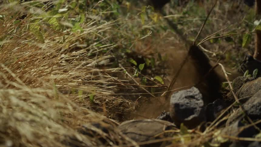 In the video two thin brown branches or stems from a plant are positioned centrally in the frame leaning diagonally toward the rightat the 02second mark a small burst of dust or dirt kicks up from the ground behind these lines momentarily obscur