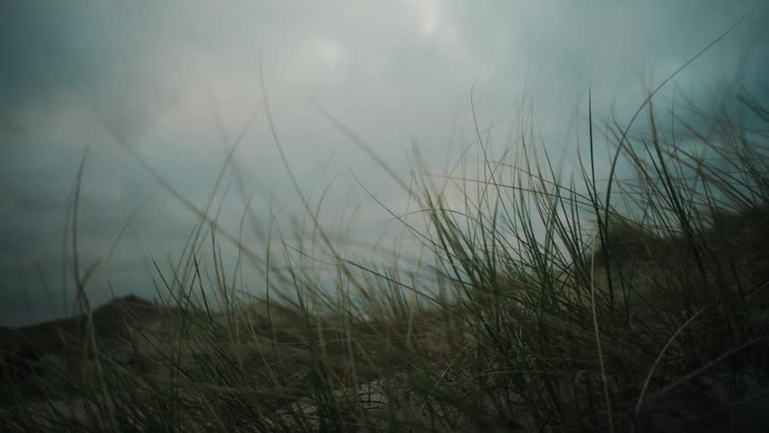 Plants over sand dunes outdoors during day time