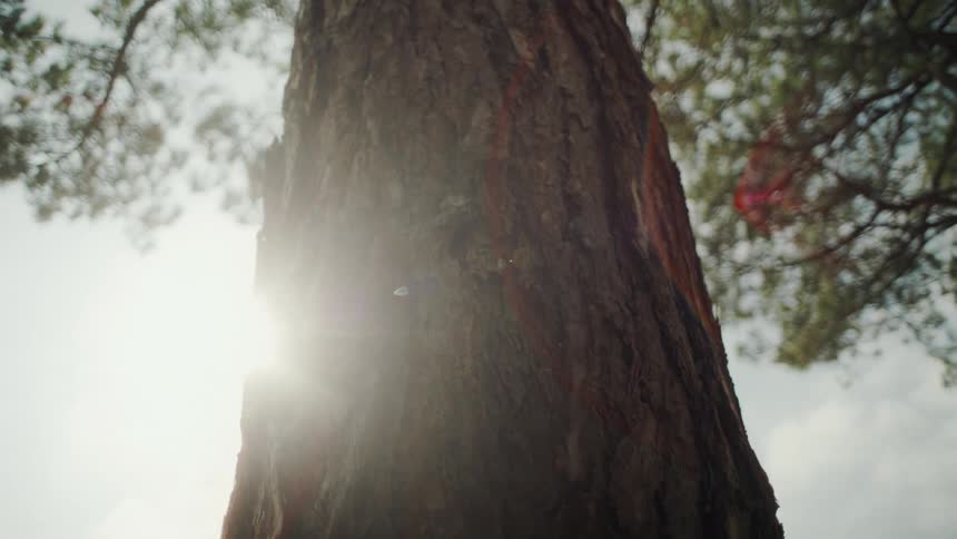A close up view of a tree trunk