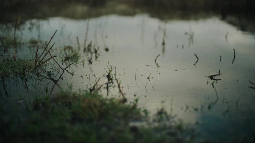 Puddle of water amidst vegetation