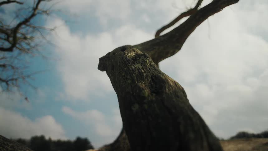A weathered textured tree branch stretches diagonally across the frame toward a cloudy skythe lowangle shot emphasizes the twisted bark of the wood against a backdrop of soft blue and white
