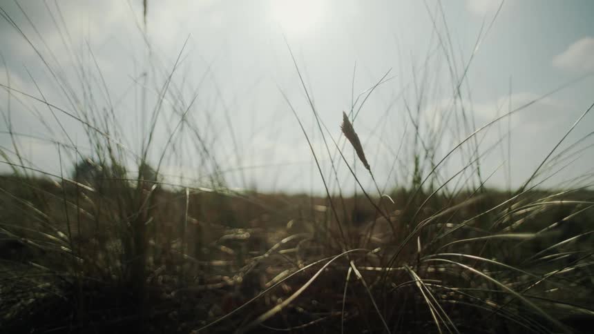 A grassland covered in short brown grasses during the fall season lit by the bright midday sun that highlights the dry earthy tones stretching across the open field