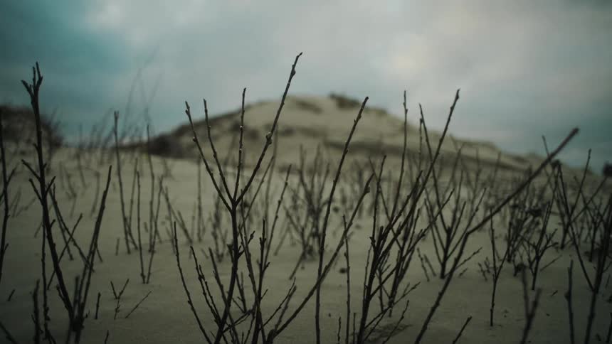 Sparse leafless branches grow from a sandy dune under a moody overcast sky