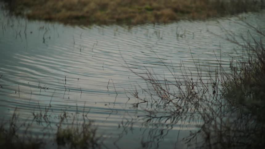 A view of a river flowing through grass