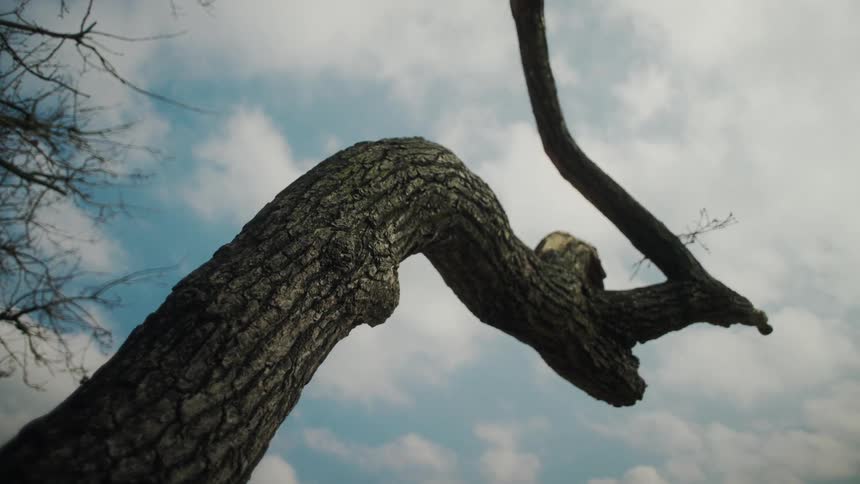 Tree trunk against a cloudy sky