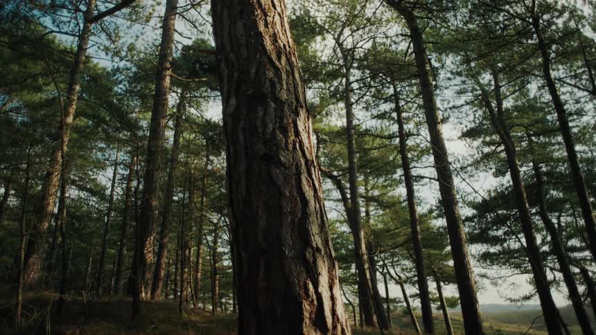 Forest with tall trees